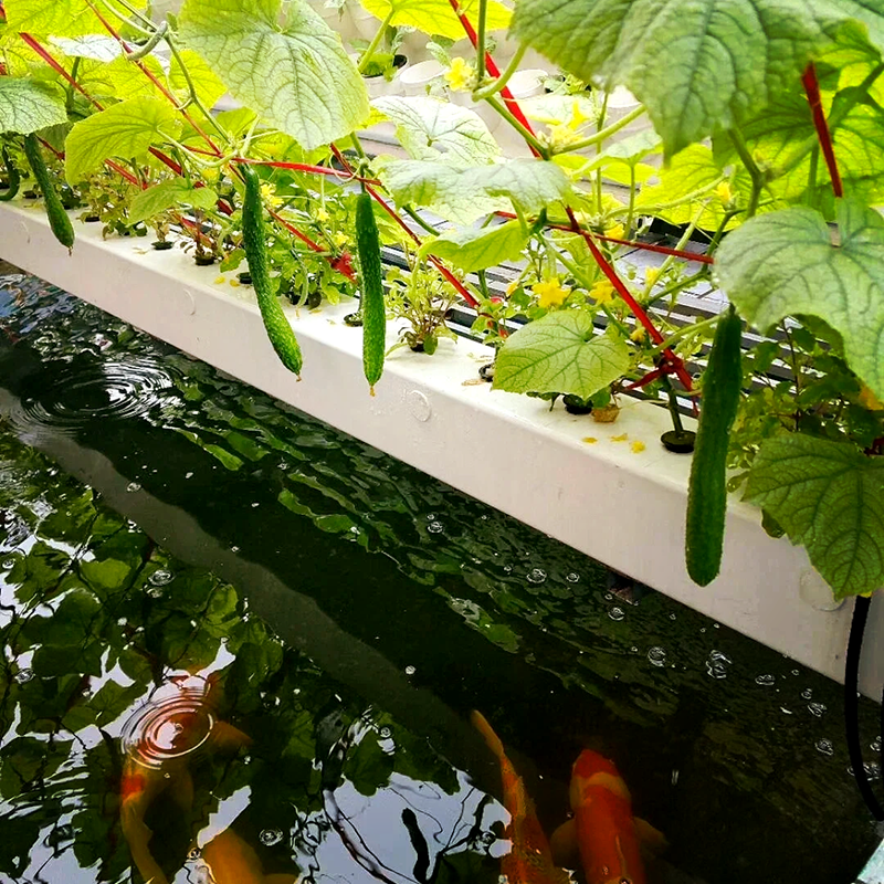 郴州市无土栽培鱼菜共生 - 价格