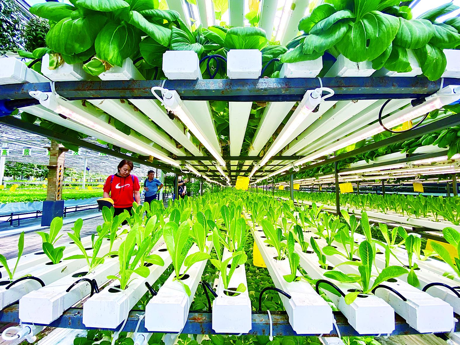 郴州市苗床植物工厂 - 价格